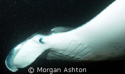 Manta profile. Kona, Hawaii. Taken with a DX-1G with wide... by Morgan Ashton 